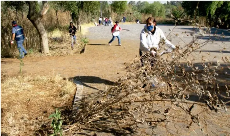 Fotografía de personas realizando trabajo comunitario al aire libre: personas con cubrebocas recogiendo ramas secas en un terreno con árboles, otras barriendo y trabajando en grupo.