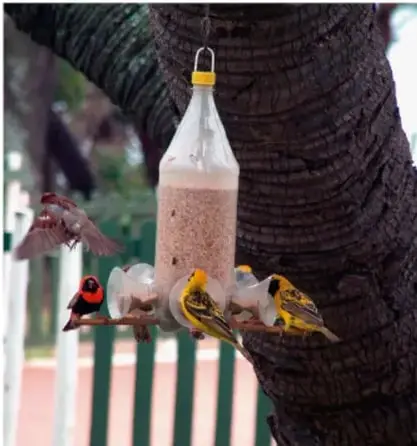 Comedero para aves fabricado con una botella de plástico reutilizada, suspendido de un árbol, con varias aves alimentándose.