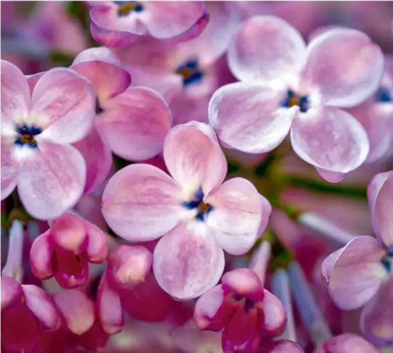 Fotografía de flores rosas con cinco pétalos, ejemplo de simetría en la naturaleza.