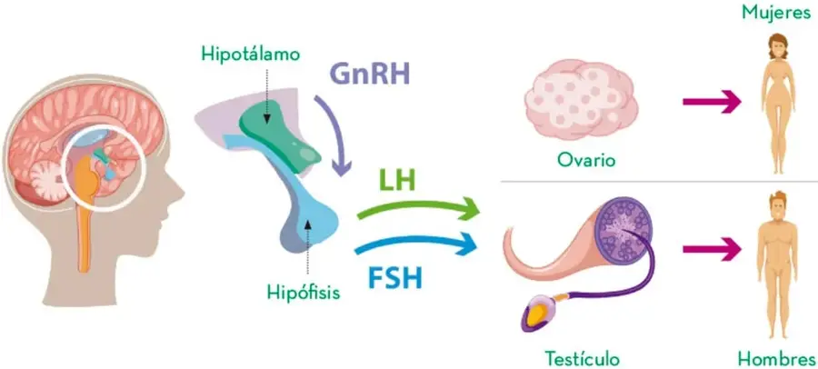 Esquema del eje hipotálamo-hipófisis-gónadas: el hipotálamo libera GnRH, la hipófisis libera FSH y LH, que actúan sobre ovario (mujeres) y testículo (hombres).