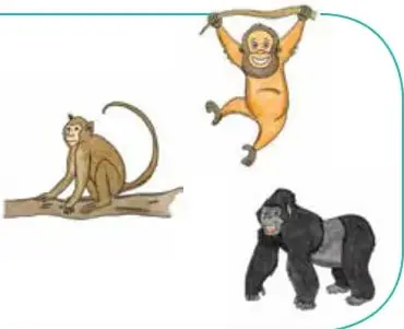 Ilustración de un orangután colgado de una rama, un chimpancé sentado y un gorila de pie.