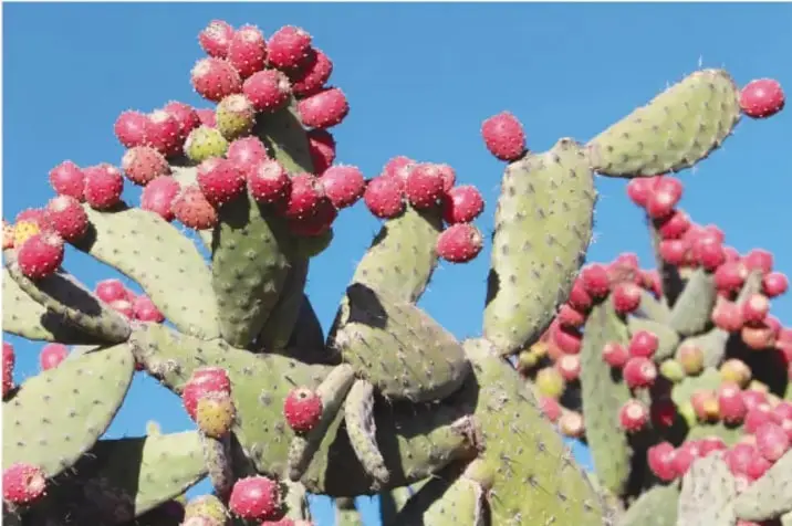 Fotografía de un nopal cargado de muchas tunas rojas y moradas contra un cielo azul.