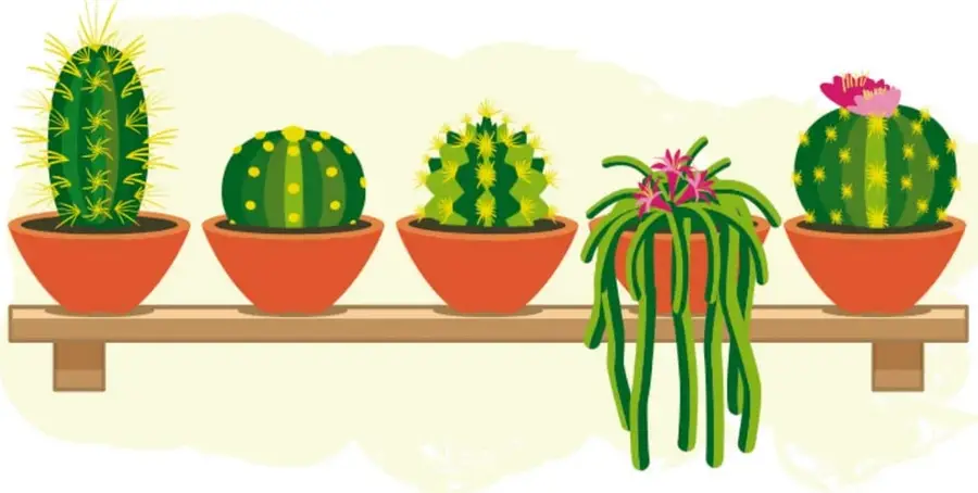 Ilustración de cinco macetas de barro sobre una repisa de madera, con cactus distintos: columnar con espinas amarillas, redondo punteado, semiesférico espinoso, cactus colgante con flores magenta y barril con flor rosa.