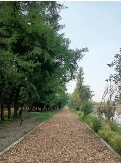 Sendero de tierra entre árboles junto a un río, ejemplo de entorno natural conservado.