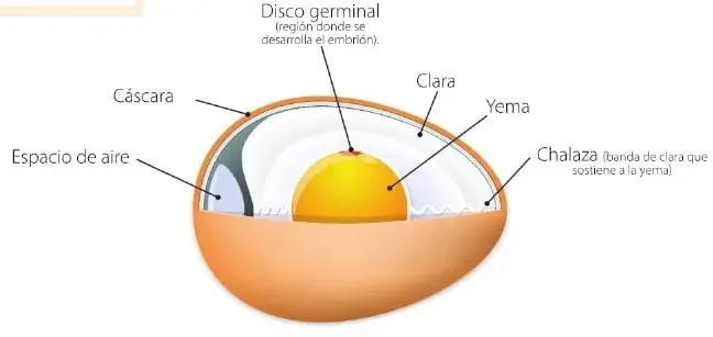 Recurso de competencia digital sobre la alimentación de los equidnas.