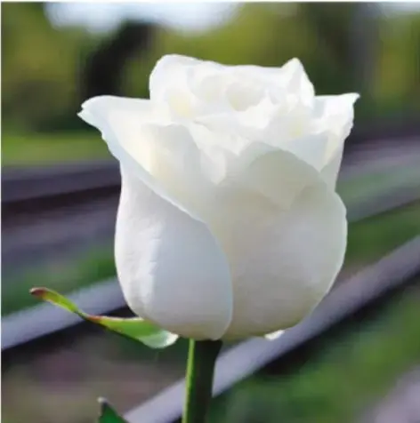 Fotografía de una rosa blanca con tallo y hojas verdes, fondo desenfocado.