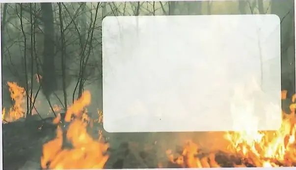 Fotografía de un incendio forestal, con llamas extendiéndose entre los árboles.