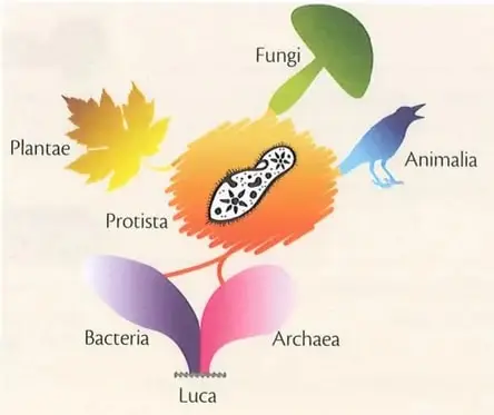 Figura 2 de Ciencias Naturales 9° · 2025