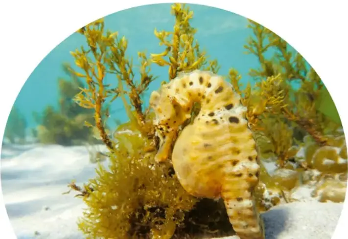 Caballito de mar amarillo con aletas azuladas, cuerpo con anillos y cola en espiral, sobre fondo blanco.