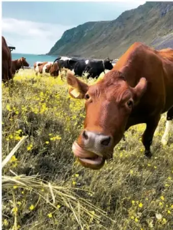Vaca pastando en un campo verde con montañas al fondo.