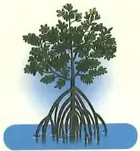 Figura 3 de Ciencias Naturales 2° · Egb 2 Ciencias Naturales 2025 · 2025