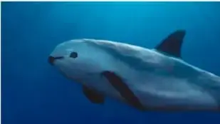 Vaquita marina nadando en el mar, especie endémica del Alto Golfo de California.