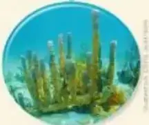 Figura 7 de Ciencias Naturales 5° · Egb 5 Ciencias Naturales 2024 · 2024