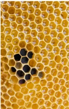 Panal de abejas con celdas hexagonales regulares, ejemplo de estructura geométrica natural.