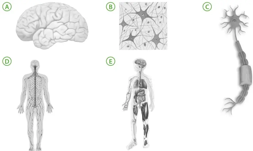 Ilustración del cerebro humano visto de perfil, con sus circunvoluciones.