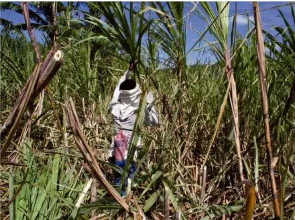 Fotografía de un campo de caña de azúcar con un trabajador entre los cultivos, ilustrando el origen del bagazo de caña usado como material sustentable en carreteras.