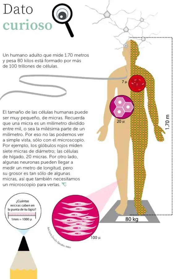 Figura 1 de Múltiples lenguajes.   Libro de Educación Primaria Grado 6°  Ciclo Escolar 2025 - 2026