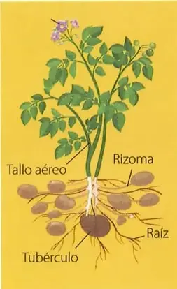 Diagrama de una planta de papa con tallo aéreo, rizoma, tubérculo y raíz.