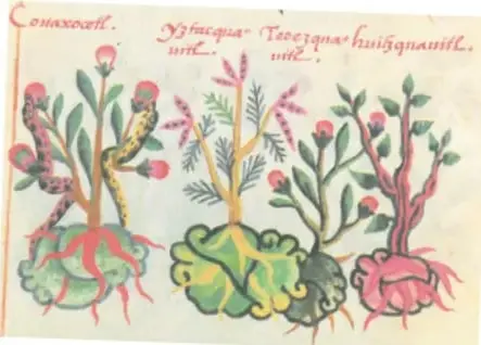 Dos ilustraciones antiguas estilo códice que muestran plantas medicinales con sus raíces, tallos, hojas y flores, con inscripciones en náhuatl.