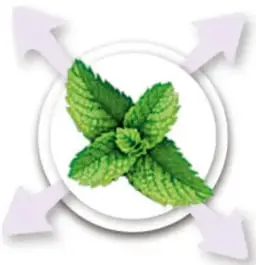 Ilustración de hojas frescas de hierbabuena (menta) en un círculo con cuatro flechas que apuntan hacia los apartados de la ficha: nombre, materiales, cuidados y usos.