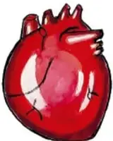 Ilustración de un corazón humano rojo. Crédito: Alma Guadalupe Vázquez Rosales, San Luis Potosí.