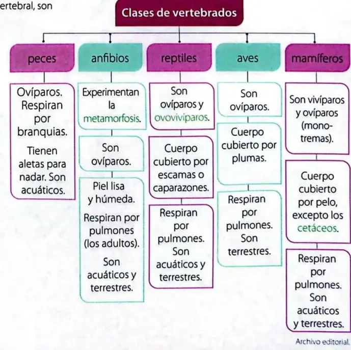 Organizador gráfico que presenta las cinco clases de vertebrados y sus características.