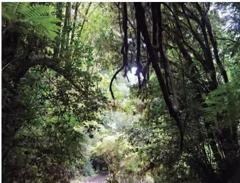 Bosque valdiviano: árboles altos y frondosos, helechos y musgos que forman un sendero con luz que se filtra entre las ramas.