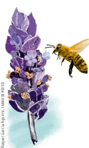 Ilustración botánica de una flor silvestre morada (lupino) con una abeja polinizadora a su lado, creditada a Raquel García Aguirre. Representa la interdependencia entre planta y polinizador.