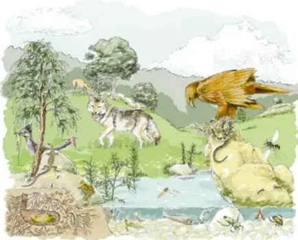 Ilustración de animales vertebrados en un paisaje: lobo, águila, tortuga, pato y otros animales cerca del agua.