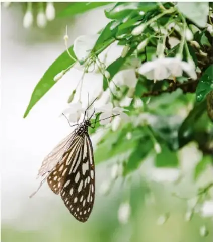 Fotografía de una mariposa con alas de color café claro y manchas blancas, posada sobre hojas verdes con pequeñas flores blancas; ilustra la biodiversidad y la relación armónica con la naturaleza.