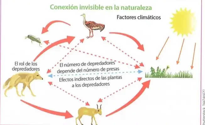 Figura 2 de Ciencias Naturales 8° · Egb 8 Ciencias Naturales 2025 · 2025