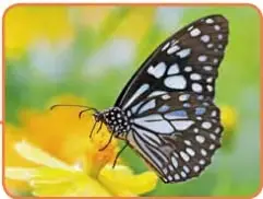 Fotografía de una mariposa posada sobre una flor amarilla, ejemplo de insecto con 6 patas y alas.