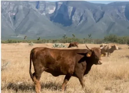 Fotografía de ganado vacuno pastando en un paisaje semiárido con montañas al fondo, que ilustra la actividad ganadera y su relación con el clima y la vegetación.