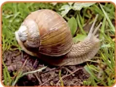 Fotografía de un caracol con concha en espiral sobre pasto.