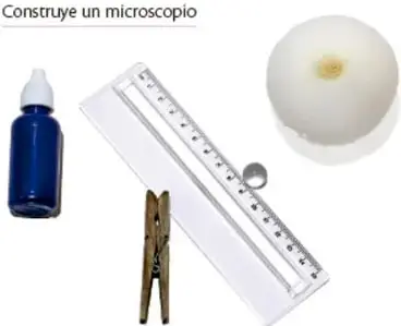 Materiales: botella de violeta de genciana, regla de plástico, canica, pinza de madera y cebolla blanca.