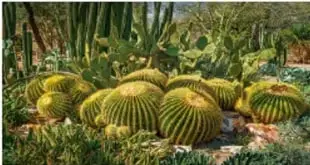 Cardones y cactus típicos de México, ejemplos de flora endémica.