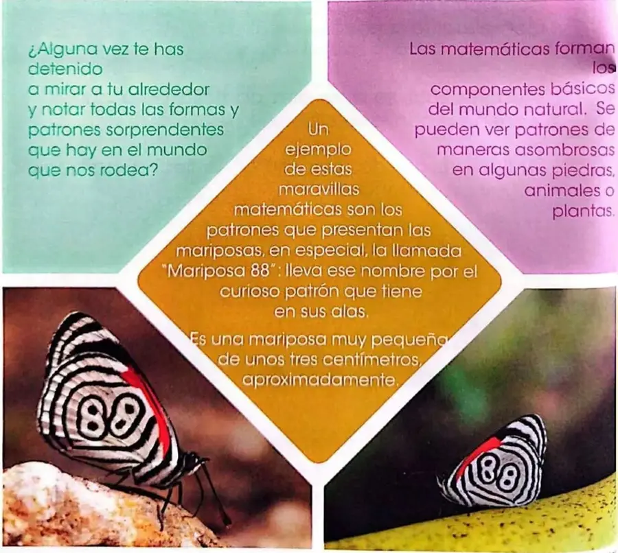 Fotografía de una mariposa con alas rayadas y diseños parecidos al número 88.