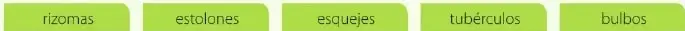 Imagen de una planta de frutilla conectada a una planta nueva mediante un estolón.