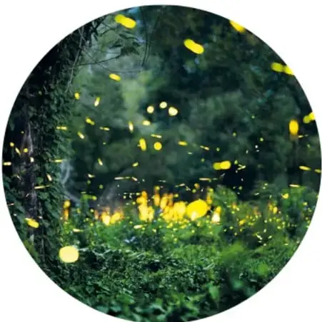 Fotografía circular de luciérnagas brillando en la vegetación nocturna, asociada a la luz que atraviesa la oscuridad.
