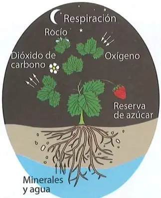 Ilustraciones microscópicas de un estoma abierto y uno cerrado, con células epidérmicas, cloroplastos, células oclusivas y poro estomático.