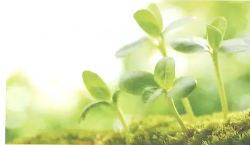 Plantas jóvenes de una misma especie creciendo juntas y compitiendo por alcanzar la luz.