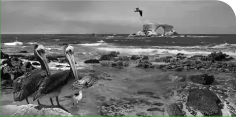 Fotografía en blanco y negro de un ambiente costero con pelícanos en las rocas, el mar, aves volando y una formación rocosa al fondo, relacionada con los seres vivos y su ambiente.