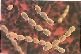 Ilustración tridimensional de bacterias Haemophilus ducreyi, relacionadas con el chancro blando.