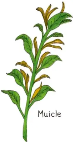 Ilustración de la flor de 'Buganvilia' de color magenta.