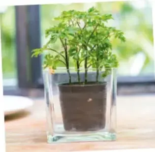 Planta pequeña en una maceta transparente sobre una mesa.