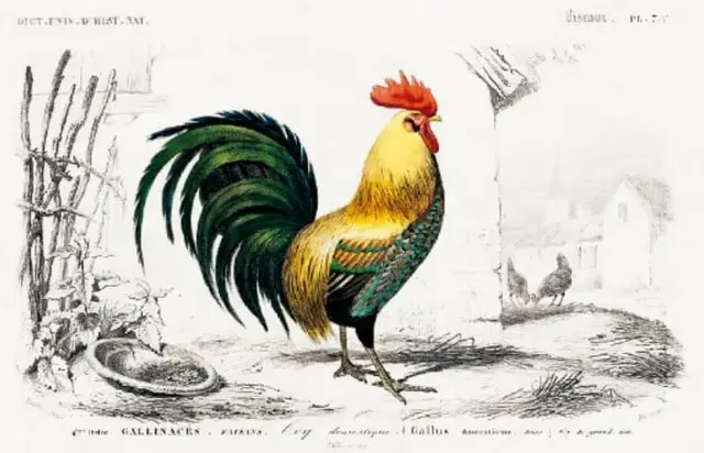 Tucán posado en una rama, con pico grande y colorido.