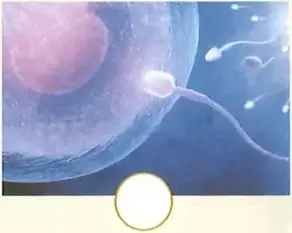 Ilustración de un espermatozoide acercándose a un óvulo.