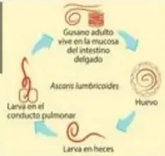 Lombrices de tierra apareándose en el suelo.