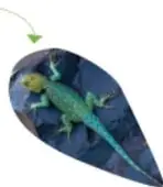 Alebrije verde con manchas, posado sobre una hoja de color azul oscuro.