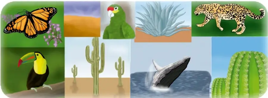 Ilustración de la biodiversidad de México: mariposa monarca, paisaje desértico, loro, maguey, jaguar, tucán, cactus, ballena y cactus viejos.